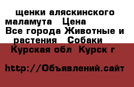 щенки аляскинского маламута › Цена ­ 20 000 - Все города Животные и растения » Собаки   . Курская обл.,Курск г.